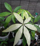 080604pakira.jpg