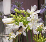 080624agapanthas.jpg