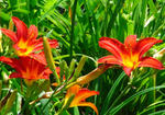 080714hemero2.jpg