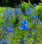 080714delphinium.jpg