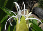 080725hamayu.jpg