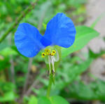 080804tsuyukusa.jpg