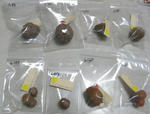 080830tubers.jpg