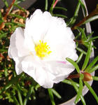 080901matsubabotan_shiro.jpg