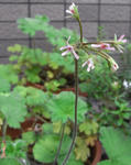080905pelargo.jpg