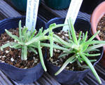 080922delosperma.jpg