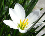 080924tamasudare.jpg