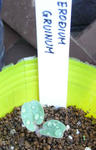 080926erodium.jpg