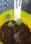 081003erodium.jpg