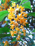 081007kinmokusei.jpg