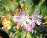081029lewisia.jpg