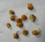 081031seeds.jpg