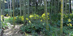 081102tsuwabuki.jpg