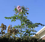 08111koutei.jpg