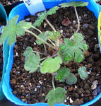 081120gera.jpg