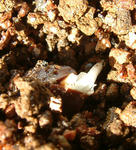 081207polyphyllum.jpg
