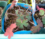 081227geranium.jpg
