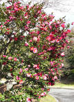 090103sazanka.jpg
