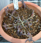090115delosperma1.jpg