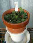 090119erodium.jpg