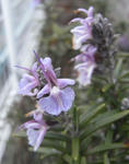 090120rosemary.jpg