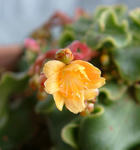 090123lewisia.jpg