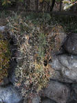 090124delosperma.jpg