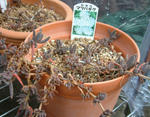 090124delosperma2.jpg