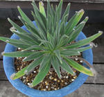 090203echium.jpg