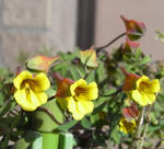 090206brachyceras.jpg