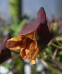 090206lepidum.jpg