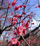 090208ume1.jpg