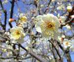 090208ume2.jpg