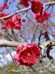 090208ume3.jpg