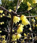 090208roubai.jpg