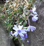 090211shibazakura.jpg