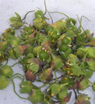 090320seeds.jpg