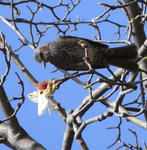 090322mokuren2.jpg