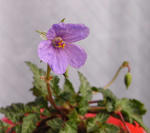 090325erodium.jpg