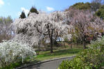 090329sakura1.jpg