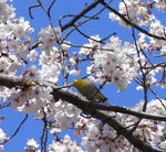 090330mejiro.jpg