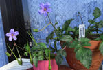 090409erodium3.jpg