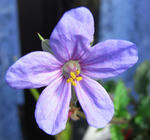 090409erodium2.jpg