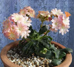 090415lewisia.jpg