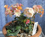 090415lewisia2.jpg