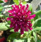 090428akabana.jpg