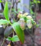 090508blueberry.jpg
