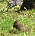 090509risu.jpg