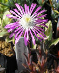 090510delosperma.jpg