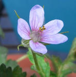 090513erodium.jpg